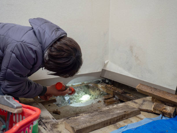 Best Black Mold Removal  in Prestonsburg, KY