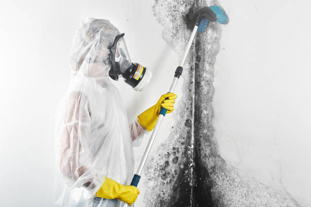 Best Comprehensive Air Testing for Mold Contaminants  in Prestonsburg, KY