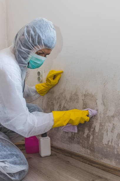 Best Environmental Consulting for Mold Prevention  in Prestonsburg, KY