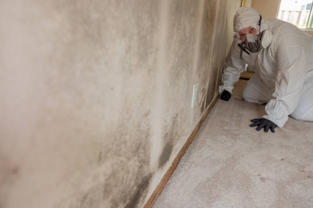 Best HVAC Mold Inspection and Cleaning  in Prestonsburg, KY